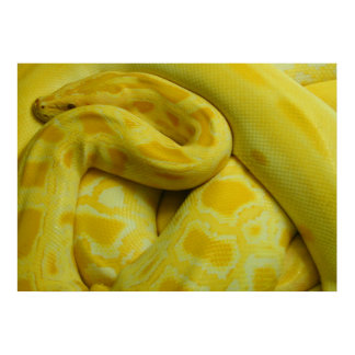 Awesome Yellow Burmese Python Poster