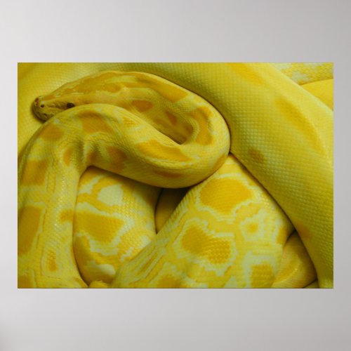 Awesome Yellow Burmese Python Poster