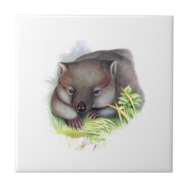 Awesomely cute Australian animal wombat vintage Tile (Front)