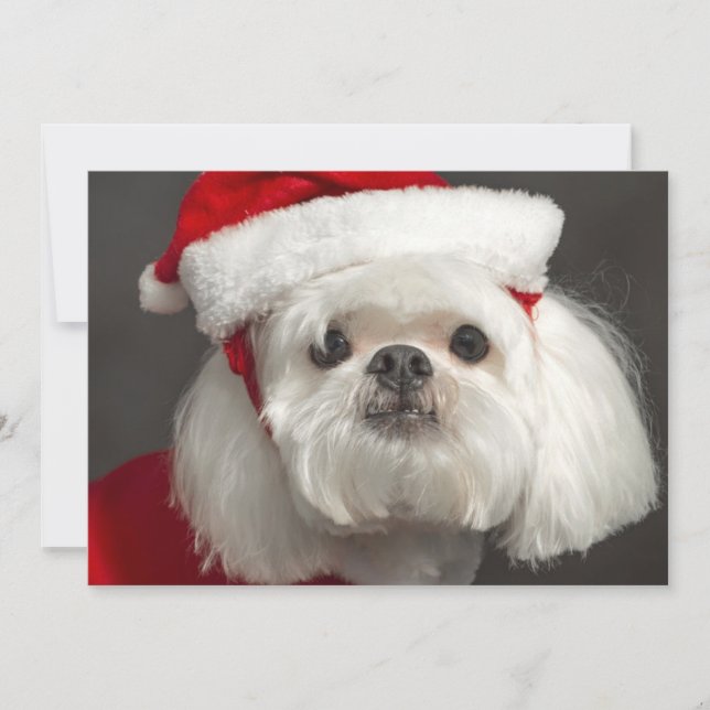 Awkward Santa dog Holiday Card (Front)