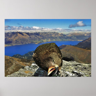 Awnery Kea Poster