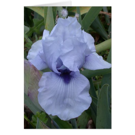 Awsome Blue Iris Card (Front)