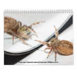 Awwsomest Jumping Spiders Calendar