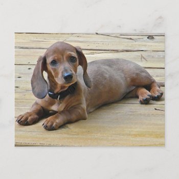 Ax- Cute Dachshund Postcards by naturesmiles at Zazzle
