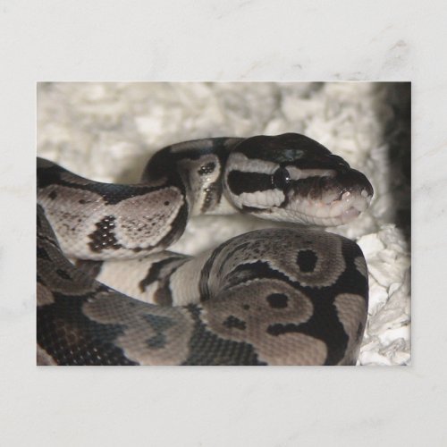 Axanthic Ball Python PostCard