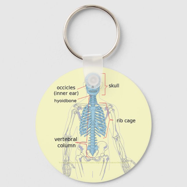 Axial skeleton diagram for medical students keychain (Front)