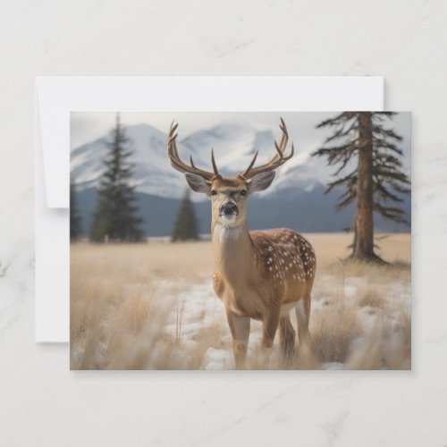 Axis deer in grassy field douglas fir trees  postcard