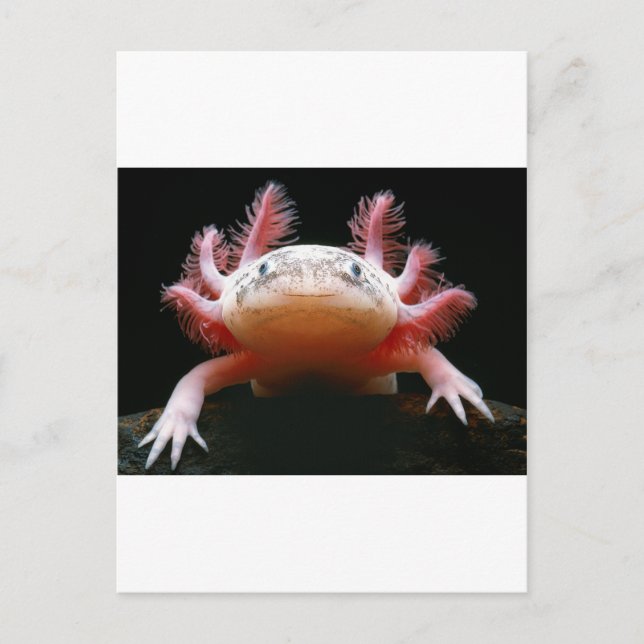 Axolotl Axolotl.png Postcard (Front)