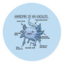 Axolotl Explanation Anatomy Of An Axolotl Classic  Classic Round Sticker