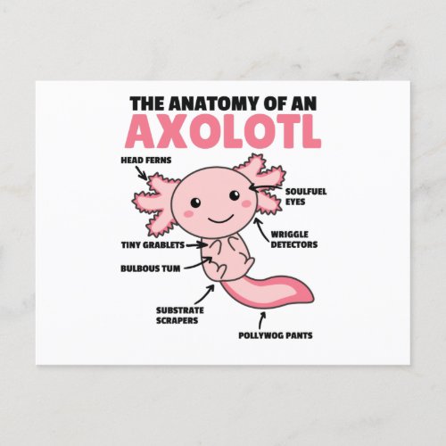 Axolotl Explanation Anatomy Of An Axolotl Postcard