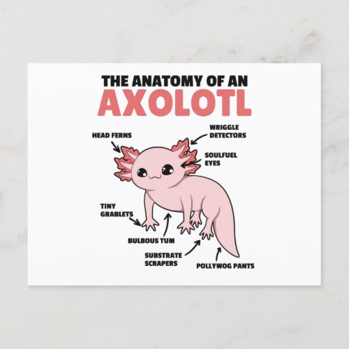 Axolotl Explanation Anatomy Of An Axolotl Postcard
