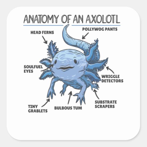 Axolotl Explanation Anatomy Of An Axolotl Square Sticker