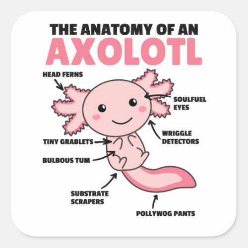 Axolotl Explanation Anatomy Of An Axolotl Square Sticker