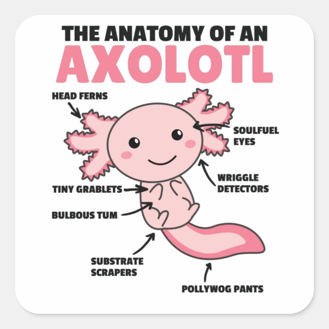 Axolotl Explanation Anatomy Of An Axolotl Square Sticker (Front)
