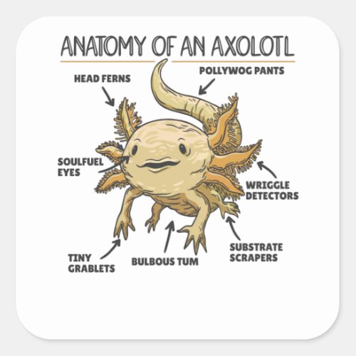 Axolotl Explanation Anatomy Of An Axolotl Square Sticker