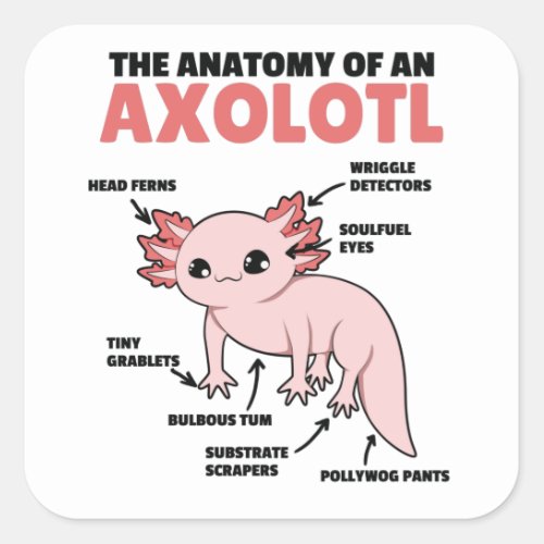 Axolotl Explanation Anatomy Of An Axolotl Square Sticker