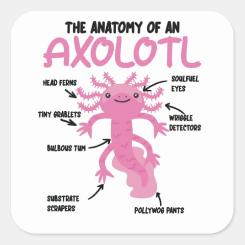 Axolotl Explanation Anatomy Of An Axolotl Square Sticker