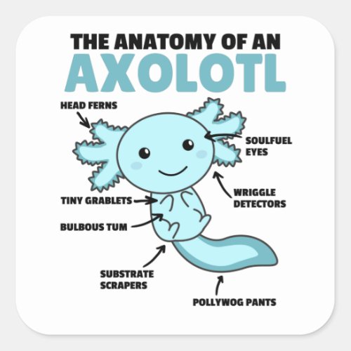 Axolotl Explanation Anatomy Of An Axolotl Square Sticker