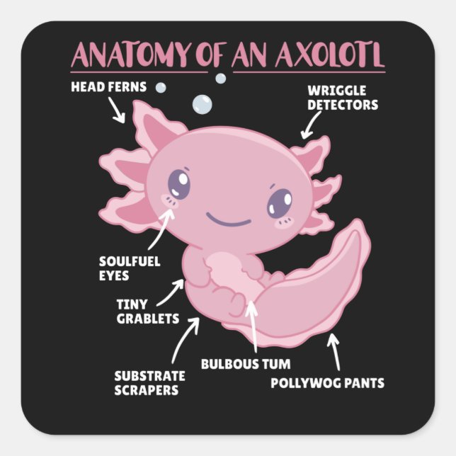 Axolotl Explanation Anatomy Of An Axolotl Square Sticker (Front)