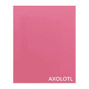 Axolotl pink color name acrylic print