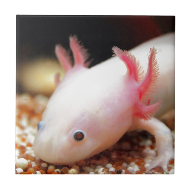 Axolotl Weiling Ceramic Tile (Front)