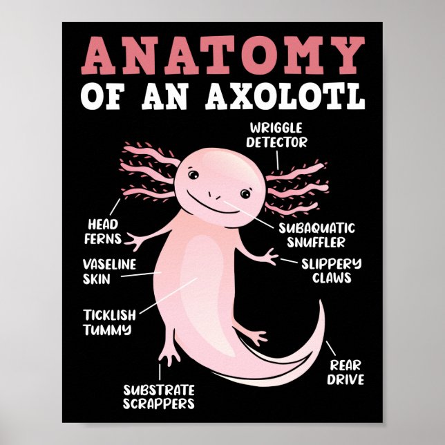 Axolotls Anatomy Of An Axolotl Kawaii Poster (Front)