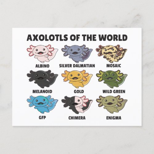 Axolotls From The World Sweet Animals Axolotl Post Postcard