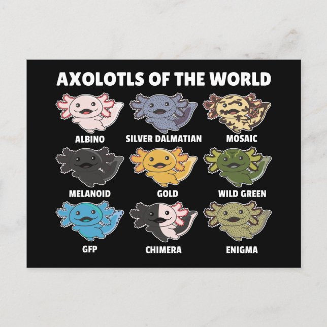 Axolotls From The World Sweet Animals Axolotl Post Postcard (Front)