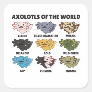 Axolotls From The World Sweet Animals Axolotl Squa Square Sticker