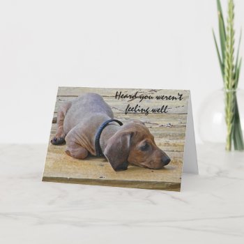 Ay- Funny Dachsund Puppy Dog Get Well Card by naturesmiles at Zazzle