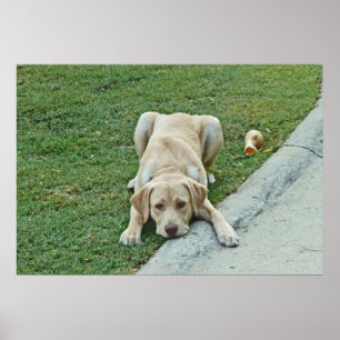 AY- Yellow Labrador Puppy Pouting Poster