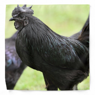 Ayam Cemani Rooster Muscular Chest Bandana