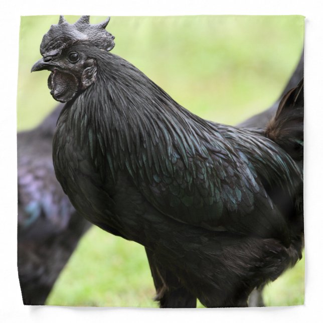 Ayam Cemani Rooster Muscular Chest Bandana (Front)