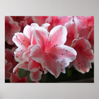 Azalea #3 poster
