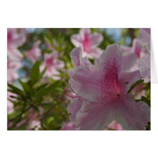 Azalea Aloha! Cards (Front Horizontal)