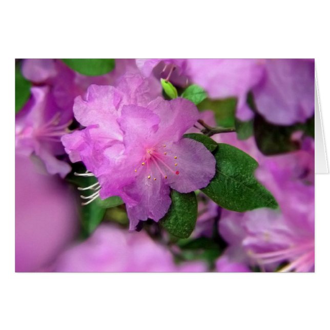 Azalea Blossoms Cards (Front Horizontal)