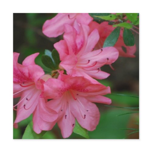 Azalea Bush Invitations