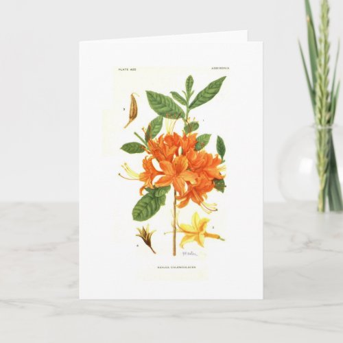 Azalea calendulacea by Mary E Eaton Card