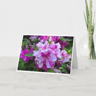 Azalea, card