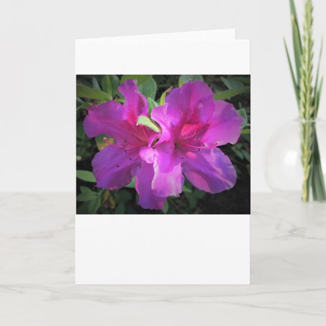 Azalea, card (Front)