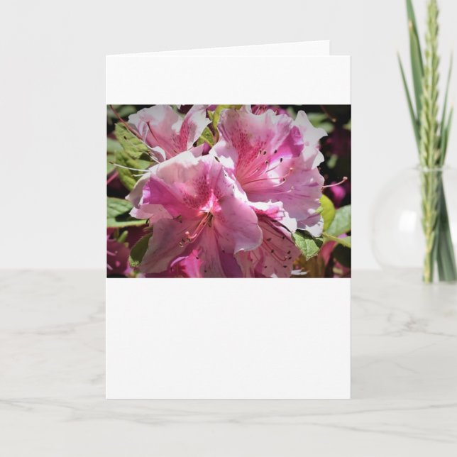 Azalea, card (Front)