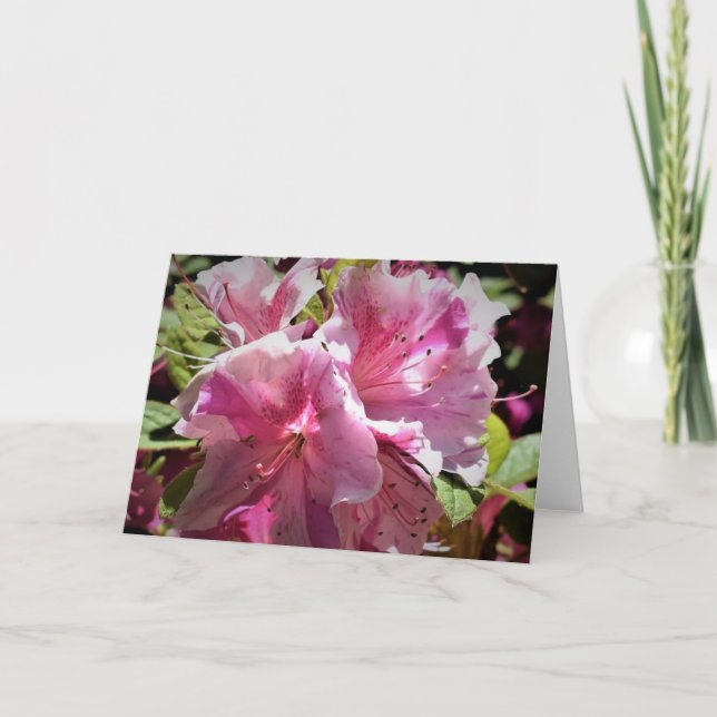 Azalea, card (Front)