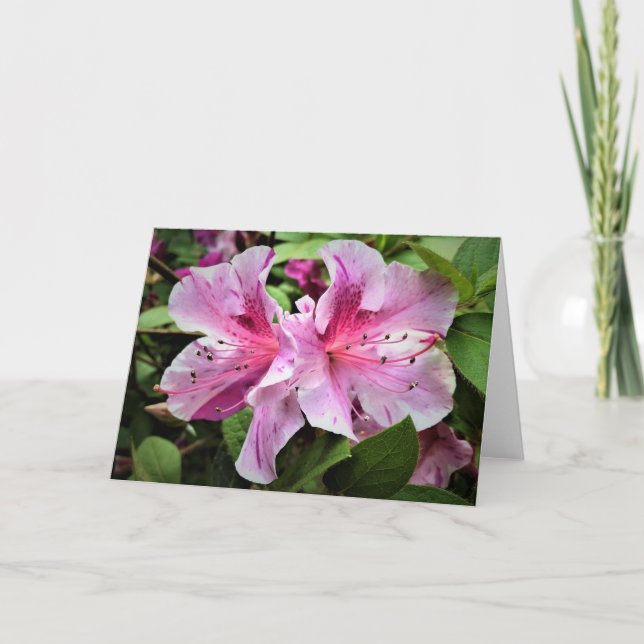 Azalea, card (Front)
