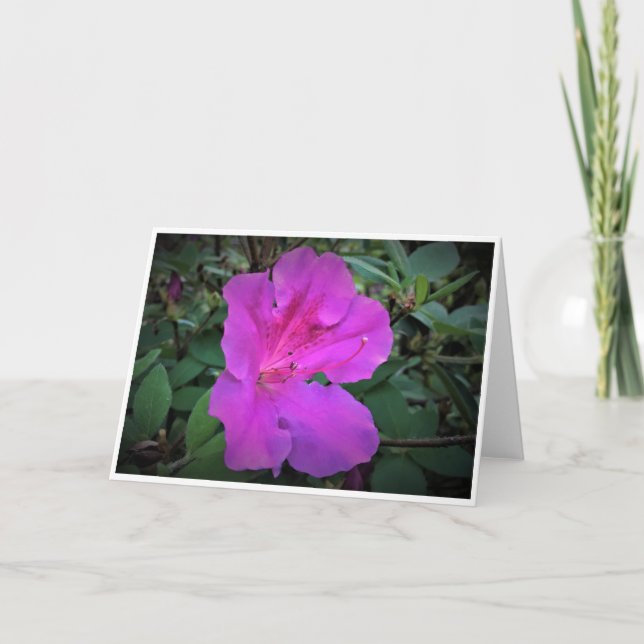 Azalea, card (Front)