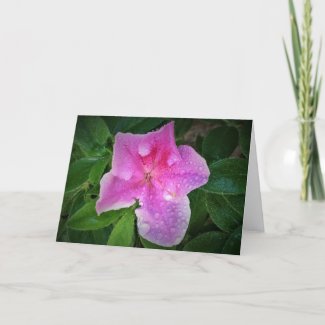 Azalea, card