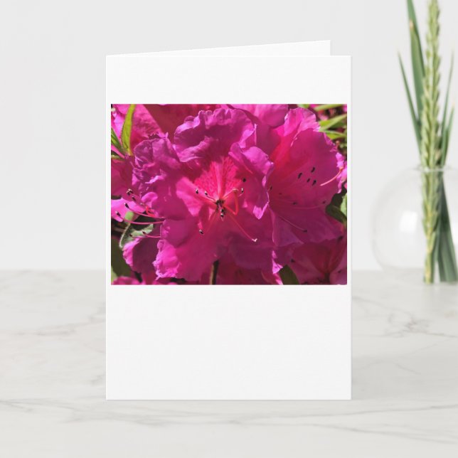Azalea, card (Front)