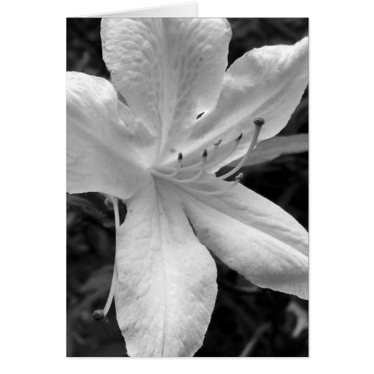 Azalea Cards (Front)