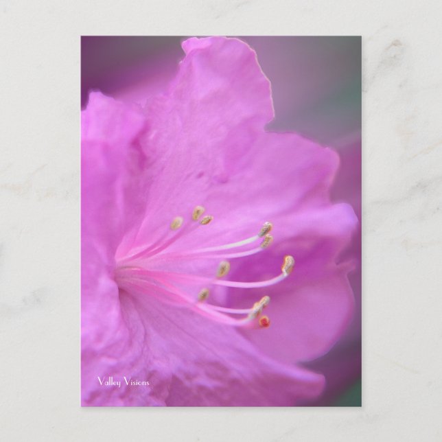 Azalea Close-up Postcard (Front)