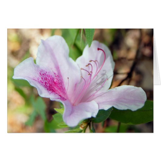 Azalea Festival Cards (Front Horizontal)