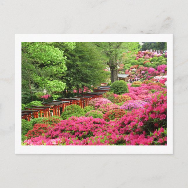 Azalea Festival: Nezu Shrine, Japan Postcard (Front)